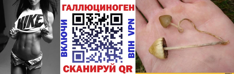 Псилоцибиновые грибы Psilocybine cubensis Брянск