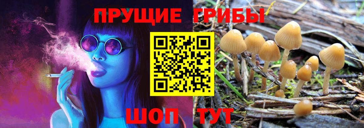 Галлюциногенные грибы Psilocybine cubensis  Брянск  Псилоцибиновые грибы Cubensis 